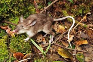 Spesies Baru Tikus Berhidung Mirip Babi Ditemukan di Sulawesi
