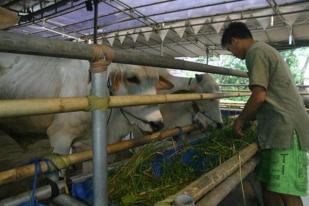Pemerintah RI Perketat Daging Impor dari Malaysia