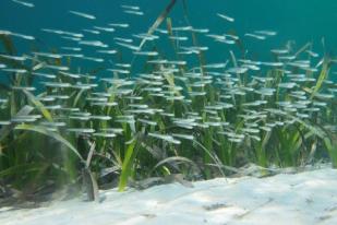 Pemulihan Kawasan Rumput Laut Dapat Atasi Perubahan Iklim