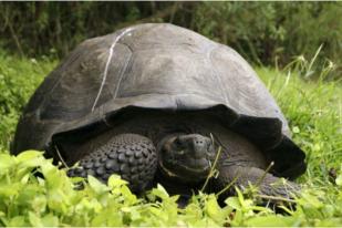 Ilmuan Temukan Spesies Baru Kura-kura di Galapagos