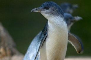 Serigala Liar Mangsa 14 Penguin di Kebun Binatang Melbourne