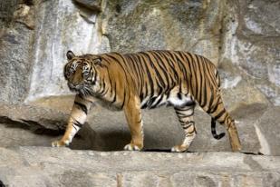 Bayi Harimau Sumatra Lahir di Kebun Binatang Polandia