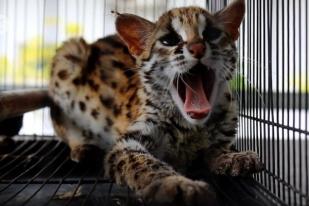 BBKSDA Riau Sita Kucing Hutan dan Musang Dari Warga
