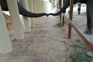 Gajah Kesepian Dari Pakistan Mulai Hidup Baru di Kamboja