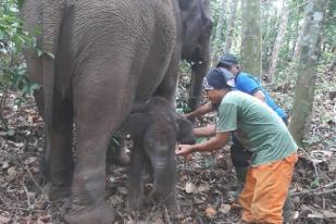 Bayi Gajah di TNTN Riau Menunggu Diberi Nama