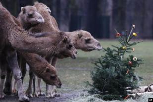 Satwa Kebun Binatang Berlin Terlambat Nikmati Perayaan Natal