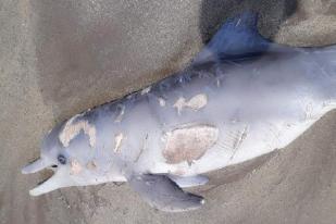 Seekor Lumba-lumba Mati Terdampar di Pantai Tapanuli Selatan