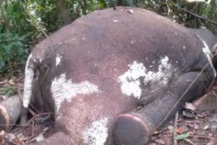 Bengkulu Otopsi Bangkai Gajah di Mukomuko