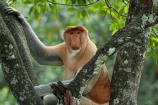 Bekantan, Monyet Berhidung Panjang Terancam Punah