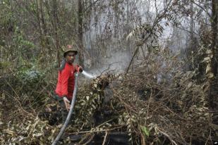 BNPB: 6 Provinsi Darurat Kebakaran Hutan dan Lahan