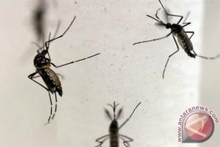 Batan Tawarkan Teknologi Pemandulan Nyamuk untuk Tekan DBD