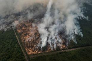 Dari Denda Belasan Triliun, Pemerintah Baru Terima Rp400 Miliar dari Perusahaan Pembakar Lahan