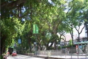 Beringin Raksasa 400 Tahun di Pusat Kota Hong Kong Harus Ditebang Akibat Kesalahan Desain Taman 