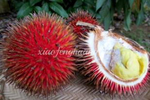 Durian Lahung, Buah Unggulan Kalimantan