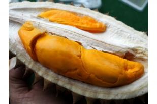 Lai alias Pampaken, Durian Kalimantan Tanpa Aroma
