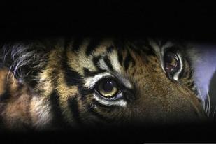 Pengamat: Harimau Tidak Bermaksud Meresahkan Manusia 