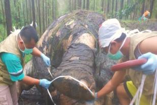 Gajah Ditemukan Mati di Wilayah Konsesi Hutan Tanaman Industri