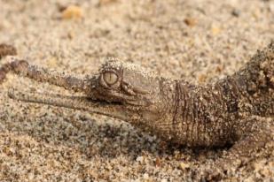 Gharial: Reptil Terlangka dan Teraneh di Dunia Ditemukan di Nepal
