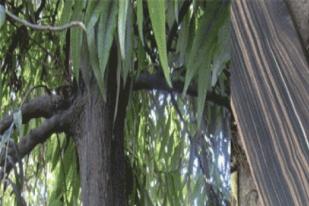 Eboni, Pohon Unggulan Sulawesi yang Mahal dan Langka