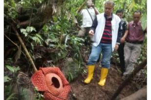 Rafflesia Tuan-mudae Tarik Perhatian Media di 32 Negara