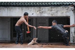 Penyelamatan Hewan-hewan Peliharaan Korban Banjir