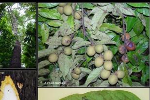 Kayu Kelicung, Ikon Flora Nusa Tenggara Barat