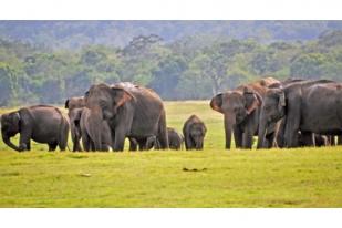 Angka Kematian Gajah Sri Lanka Tembus Rekor pada 2019