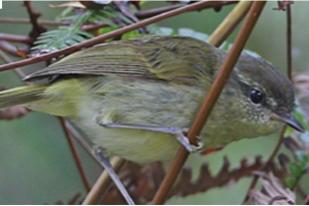 Penemuan Sepuluh Taksa Baru Burung dari Sulawesi dan Maluku Utara