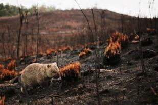 Wombat Tak Sengaja Penyelamat Hewan Lain Saat Kebakaran di Australia