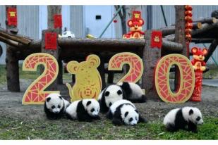Bayi Panda Ucapkan Selamat Tahun Baru Imlek di China