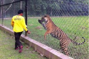 Harimau Sumatera dari Muara Enim Jalani Rehabilitasi di TWNC