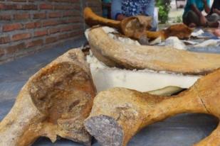 BPSMP Sangiran Teliti Fosil Panggul Gajah Purba di Madiun
