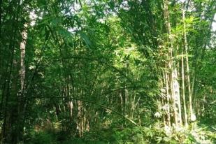 Peneliti: Hutan Bambu di Tana Toraja Mendesak Dilestarikan