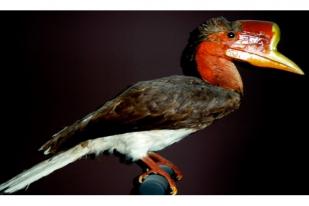Peneliti Burung Rangkong Terima Penghargaan Whitley dari Inggris