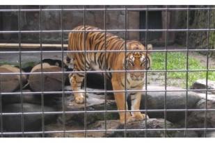 Harimau Dipuasakan, Kebun Binatang Kesulitan Beri Makan di Masa Pandemi