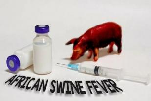 Waspadai Serangan Flu Babi Pada Manusia