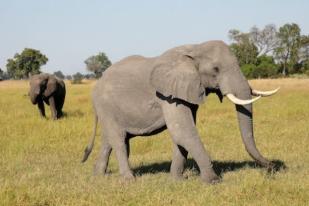 Ratusan Gajah Mati Misterius di Botswana
