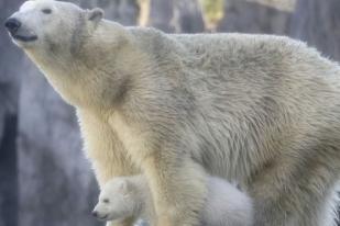 Beruang Kutub Terancam Punah Akibat Perubahan Iklim