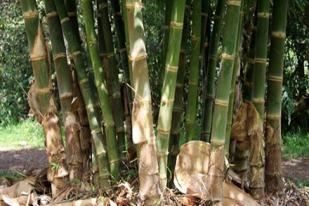 Bambu Ater: Punya Nilai Ekonomis Tinggi