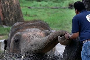 Gajah Paling Kesepian di Dunia Akan Tinggalkan Pakistan