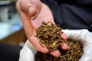 Kenya Manfaatkan Larva Lalat Memproses Limbah Makanan