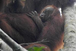 Seekor Orangutan Sumatera Lahir di Pusat Reintroduksi Cagar Alam Janto, Aceh