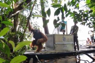 Orangutan Liar Diselamatkan dari Sebuah Desa di Kalimantan Barat