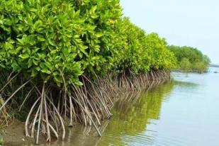 LBP Akan Canangkan Penanaman Kembali Lahan Mangrove