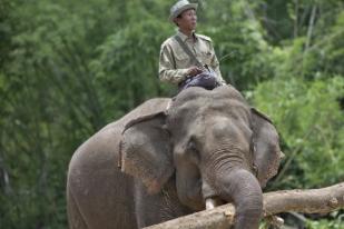 Suaka Gajah Myanmar Terancam COVID-19