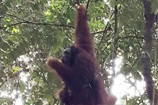 Orangutan 18 Tahun Dilepasliarkan di Bukit Tiga Puluh Riau