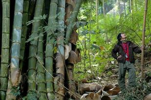 Bambu Sembilang, Bambu Raksasa, Kurangi Erosi Tanah