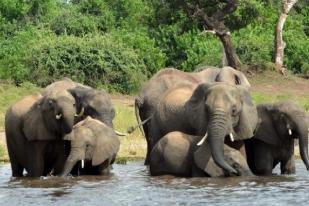 Botswana akan Pulangkan Kembali Gajah-gajah ke Angola