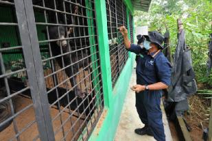 Lima Beruang Madu Jambi Jalani Rehabilitasi