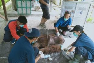 Orangutan Kalimantan Terluka Parah Tersayat Senjata Tajam